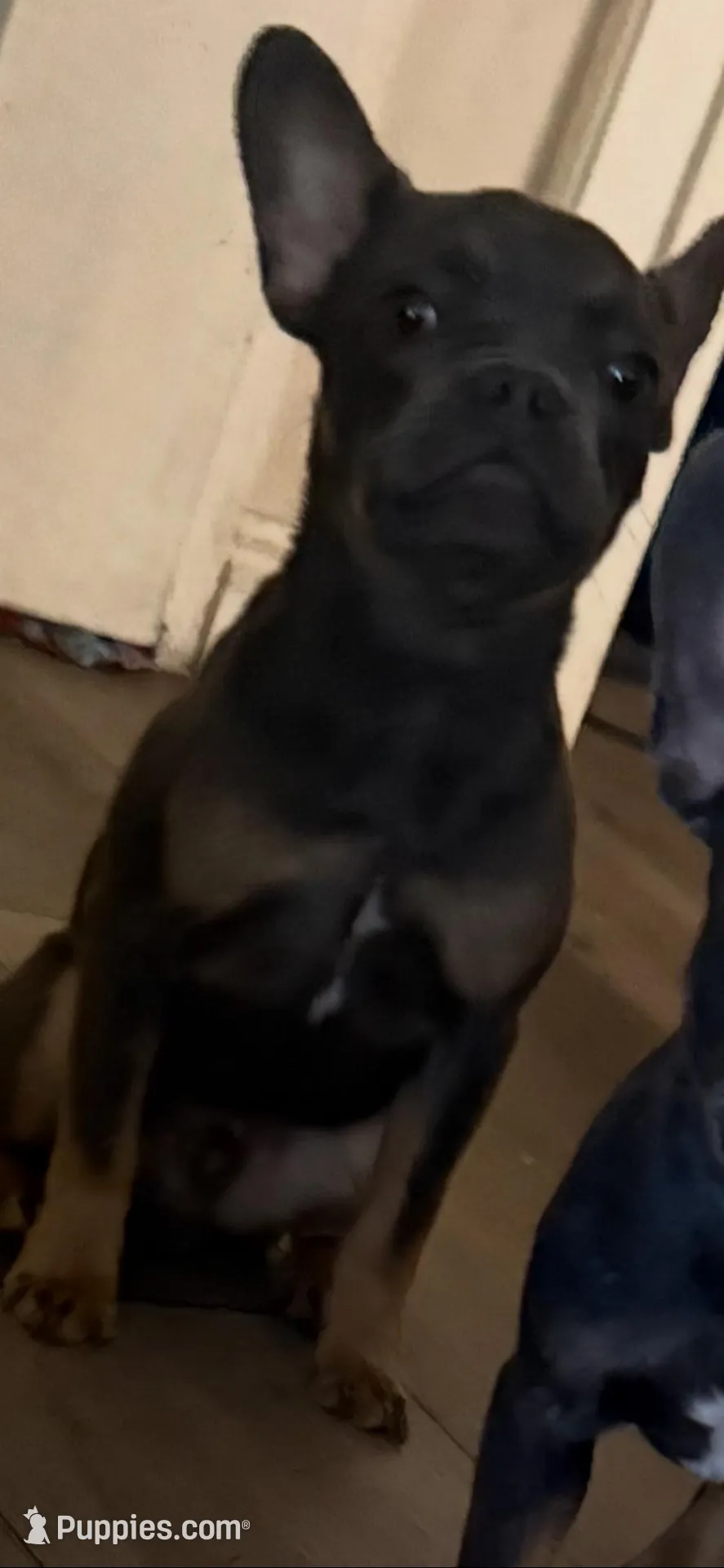 Tank, a male French Bulldog for sale in Los Angeles, CA – 3 of 4