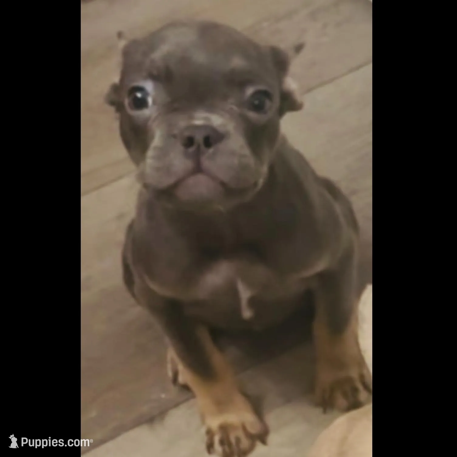 Tank, a male French Bulldog for sale in Encino, CA – Photo 3 of 5