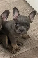 Tank, a male French Bulldog for sale in Encino, CA – Photo 5 of 5