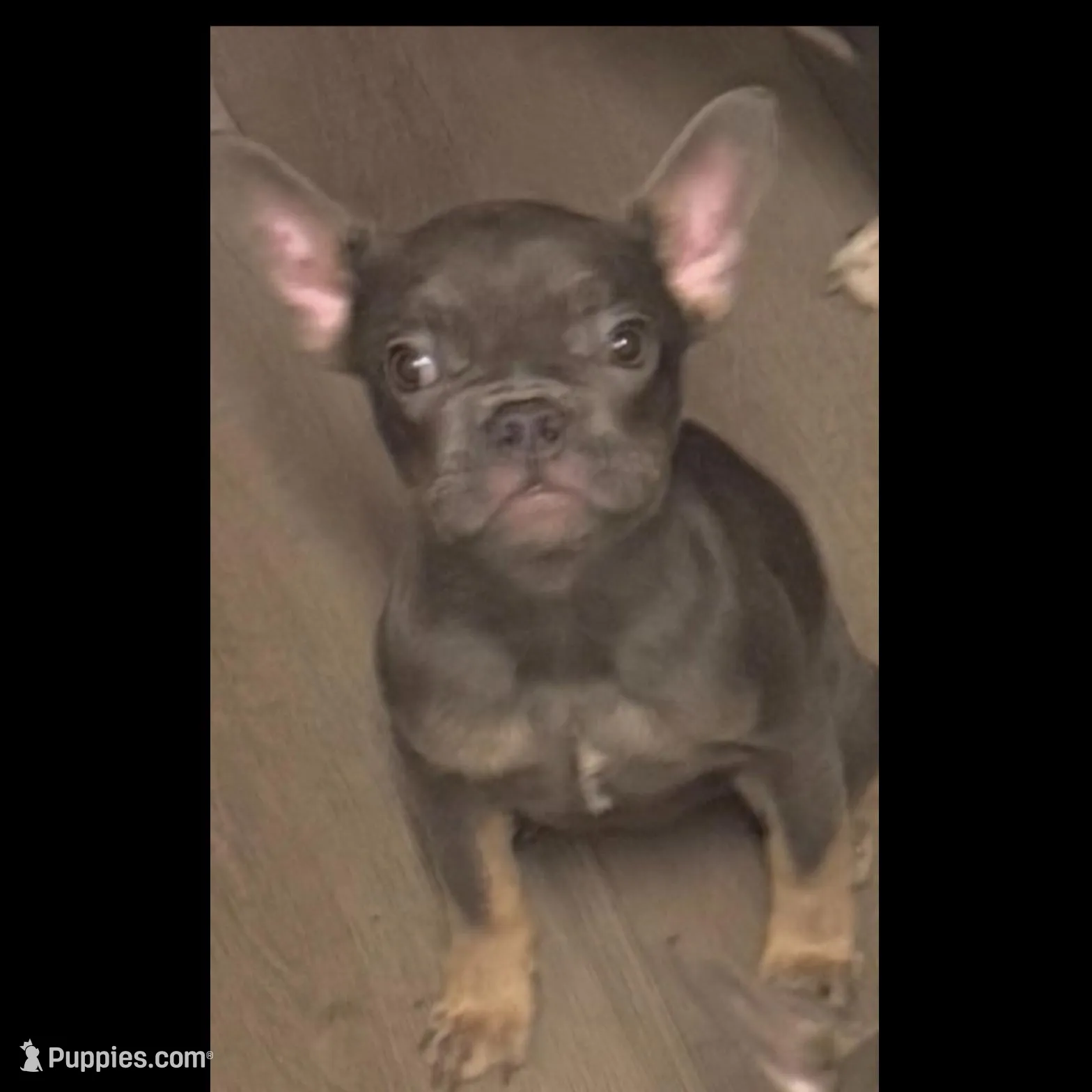 Tank, a male French Bulldog for sale in Encino, CA – Photo 2 of 5