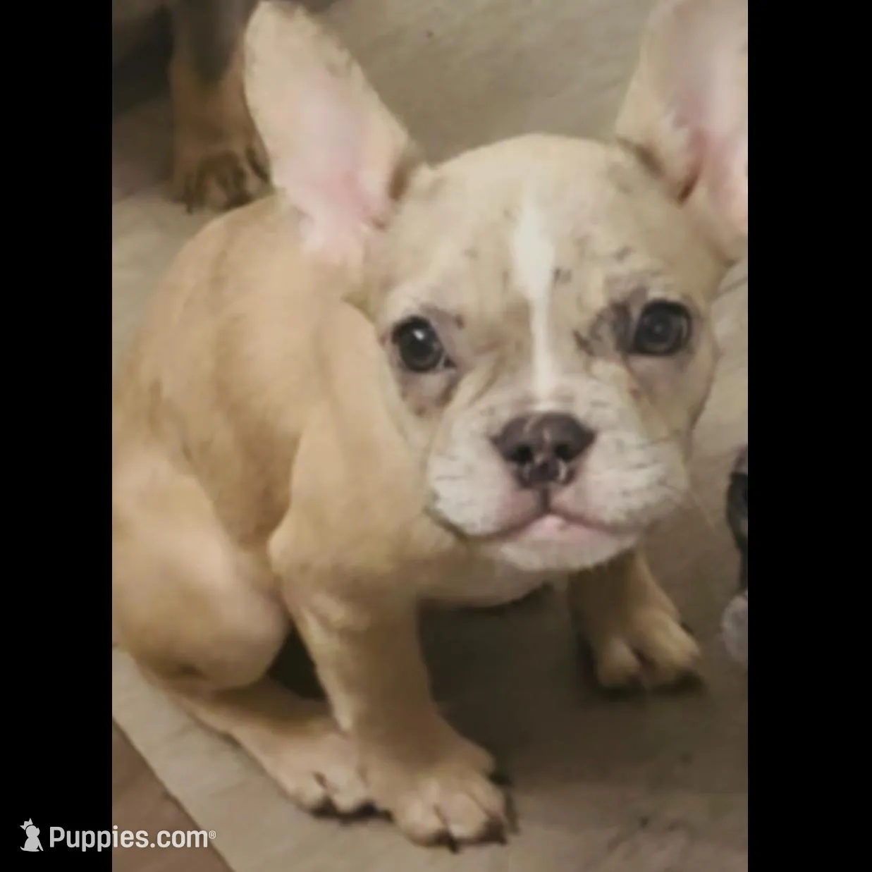 Buttercup, a female French Bulldog for sale in Encino, CA – Photo 2 of 5