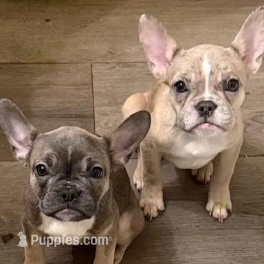 Buttercup, a female French Bulldog for sale in Encino, CA – Photo 4 of 5