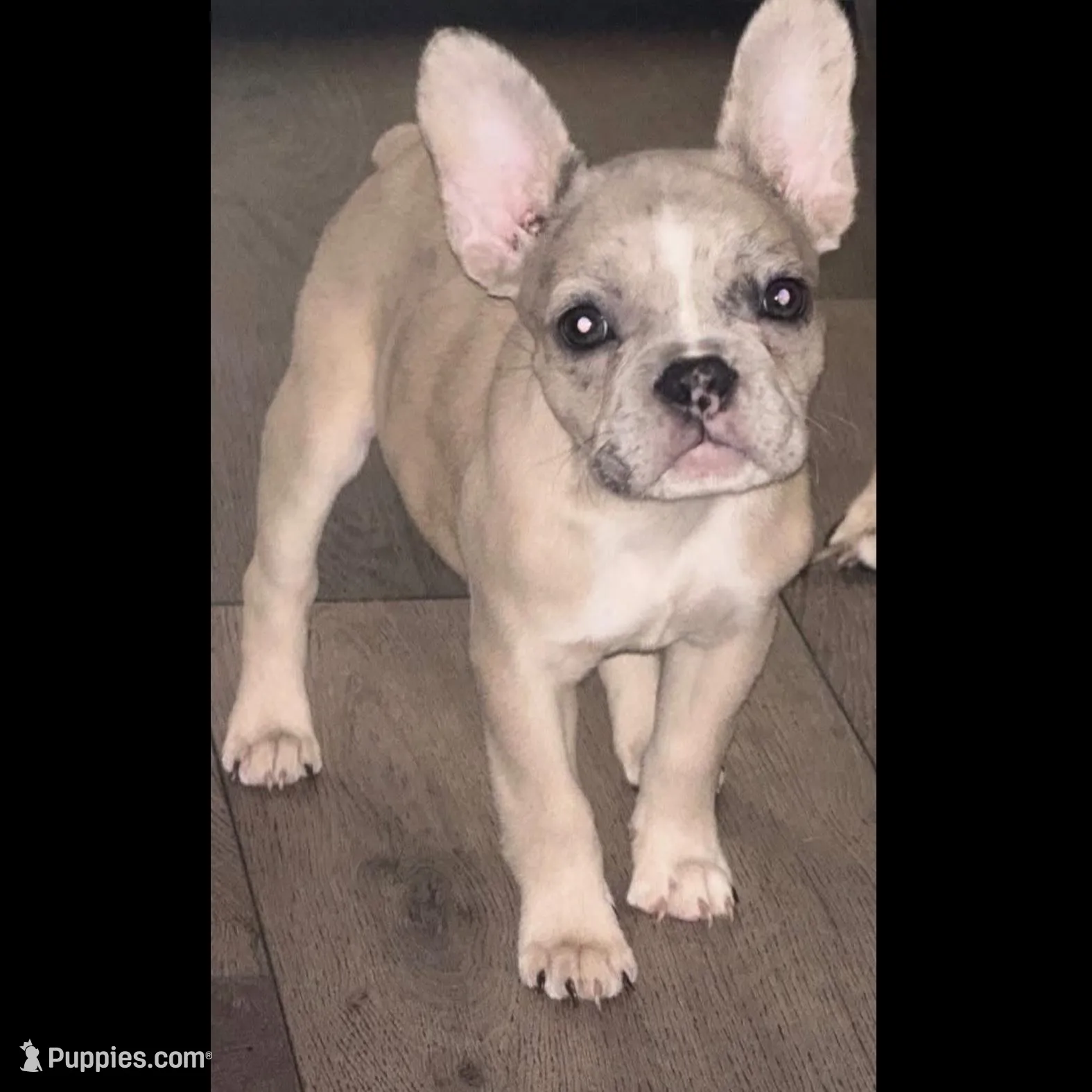 Buttercup, a female French Bulldog for sale in Encino, CA – Photo 3 of 5