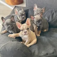 Buttercup, a female French Bulldog for sale in Los Angeles, CA – Photo 5 of 5