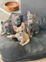 Buttercup, a female French Bulldog for sale in Encino, CA – Photo 5 of 5