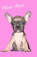 Bella, a female French Bulldog for sale in Encino, CA – Photo 1 of 5