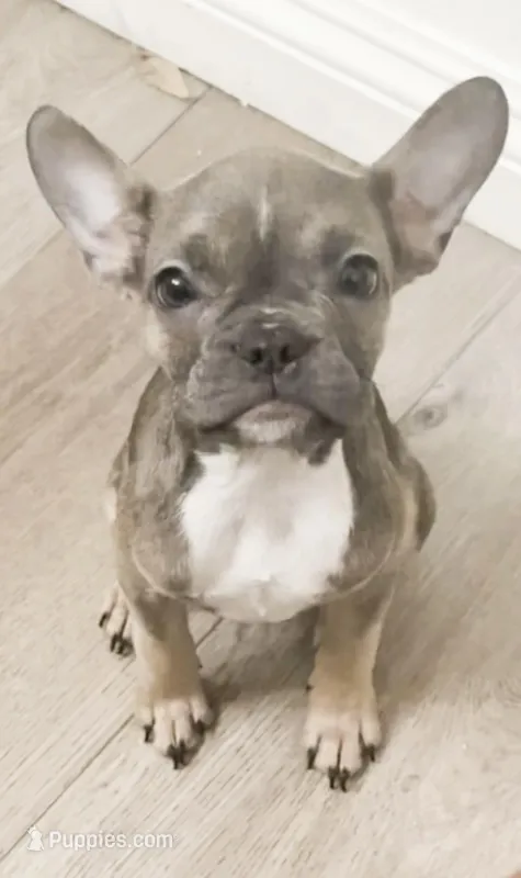 Bella – French Bulldog puppy for sale in Los Angeles, CA