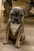 Bella, a female French Bulldog for sale in Encino, CA – Photo 4 of 5