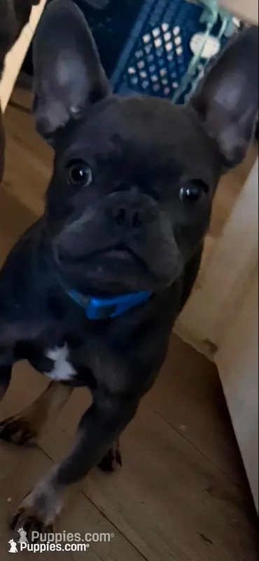 Diesel – French Bulldog puppy for sale in Los Angeles, CA
