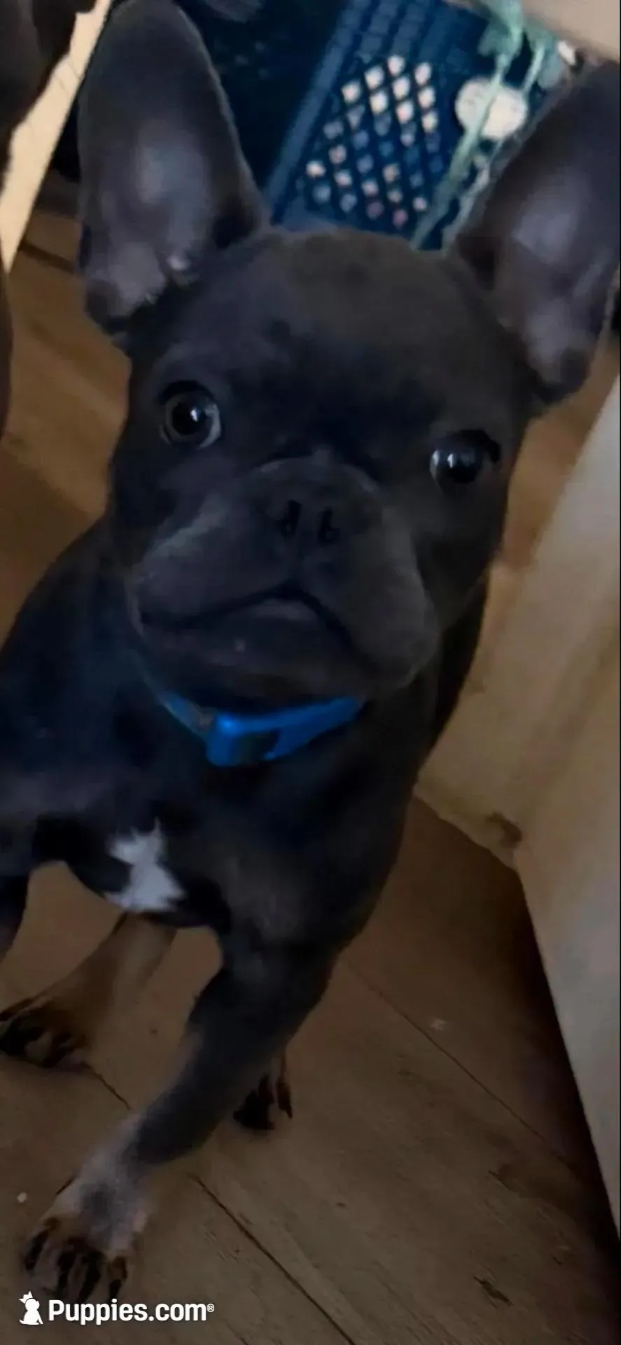 Diesel, a male French Bulldog for sale in Los Angeles, CA – 1 of 4