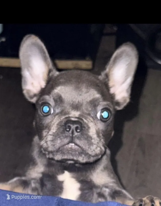 Diesel – French Bulldog puppy for sale in Los Angeles, CA