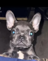 Diesel, a male French Bulldog for sale in Los Angeles, CA – 2 of 4
