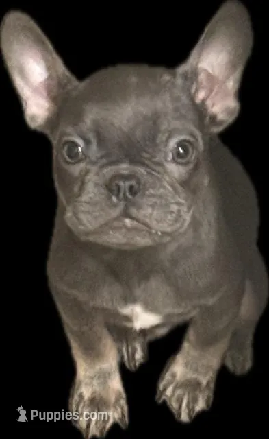 Diesel – French Bulldog puppy for sale in Los Angeles, CA