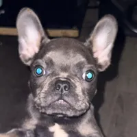 Diesel, a male French Bulldog for sale in Los Angeles, CA – Photo 3 of 4