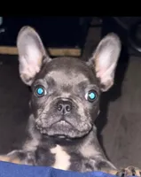 Diesel, a male French Bulldog for sale in Encino, CA – Photo 1 of 2