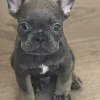 Diesel, a male French Bulldog for sale in Los Angeles, CA – Photo 2 of 4