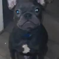 Diesel, a male French Bulldog for sale in Los Angeles, CA – Photo 4 of 4