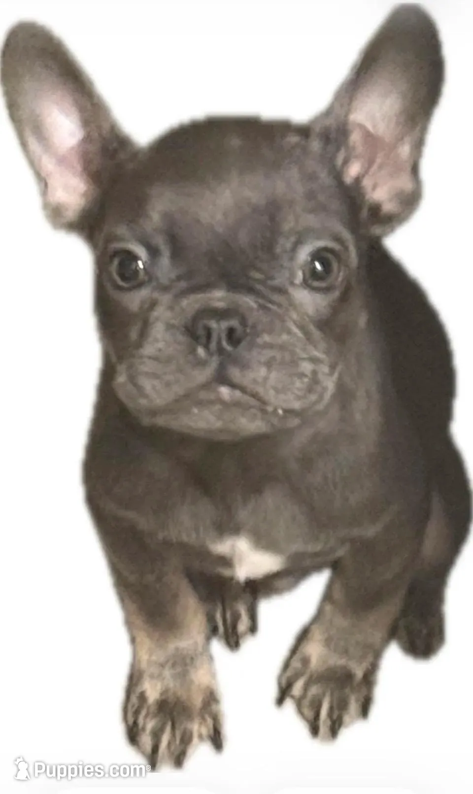 Diesel, a male French Bulldog for sale in Los Angeles, CA – 3 of 4