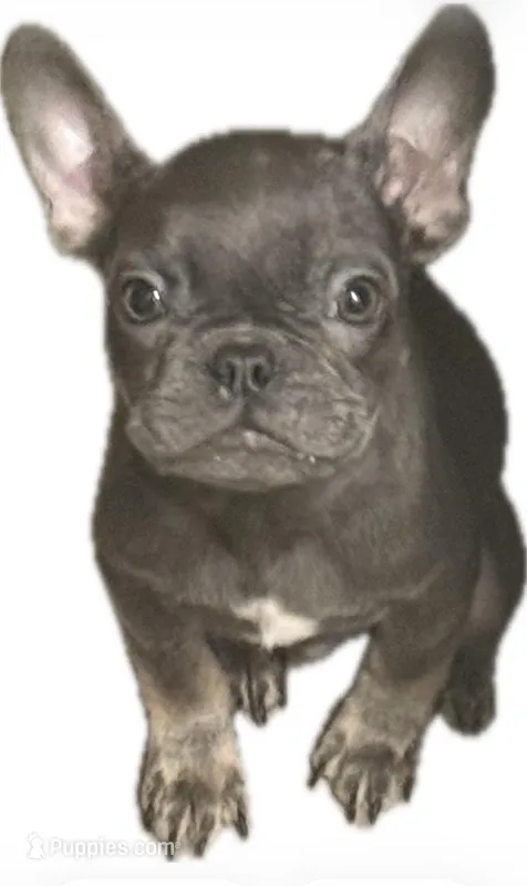 Diesel – French Bulldog puppy for sale in Los Angeles, CA
