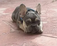 Buddy, a male French Bulldog for sale in Los Angeles, CA – Photo 2 of 9