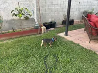 Buddy, a male French Bulldog for sale in Los Angeles, CA – Photo 6 of 9