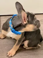 Buddy, a male French Bulldog for sale in Encino, CA – Photo 1 of 5