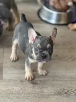 Buddy, a male French Bulldog for sale in Encino, CA – Photo 5 of 5