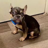Buddy, a male French Bulldog for sale in Encino, CA – Photo 3 of 5