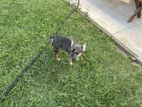 Buddy, a male French Bulldog for sale in Los Angeles, CA – Photo 7 of 9