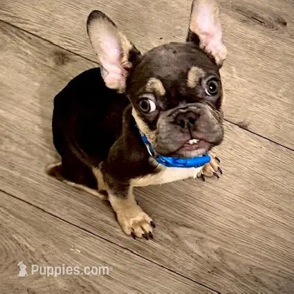 Buddy, a male French Bulldog for sale in Encino, CA – Photo 2 of 5