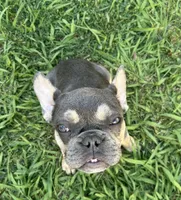 Buddy, a male French Bulldog for sale in Los Angeles, CA – Photo 5 of 9