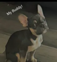 Buddy, a male French Bulldog for sale in Encino, CA – Photo 4 of 5