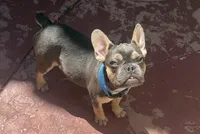 Buddy, a male French Bulldog for sale in Los Angeles, CA – Photo 3 of 9