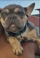 Buddy, a male French Bulldog for sale in Los Angeles, CA – Photo 4 of 9