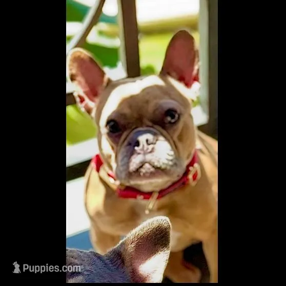 Cinnamon, a female French Bulldog for sale in Encino, CA – Photo 2 of 2