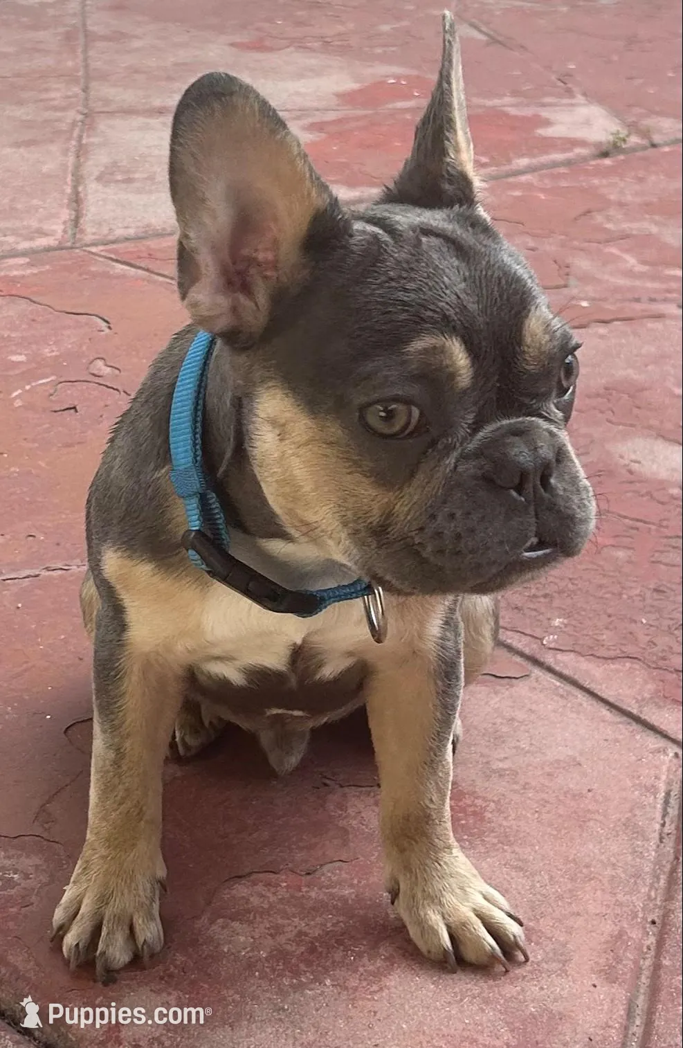 Buddy – French Bulldog puppy for sale in Los Angeles, CA