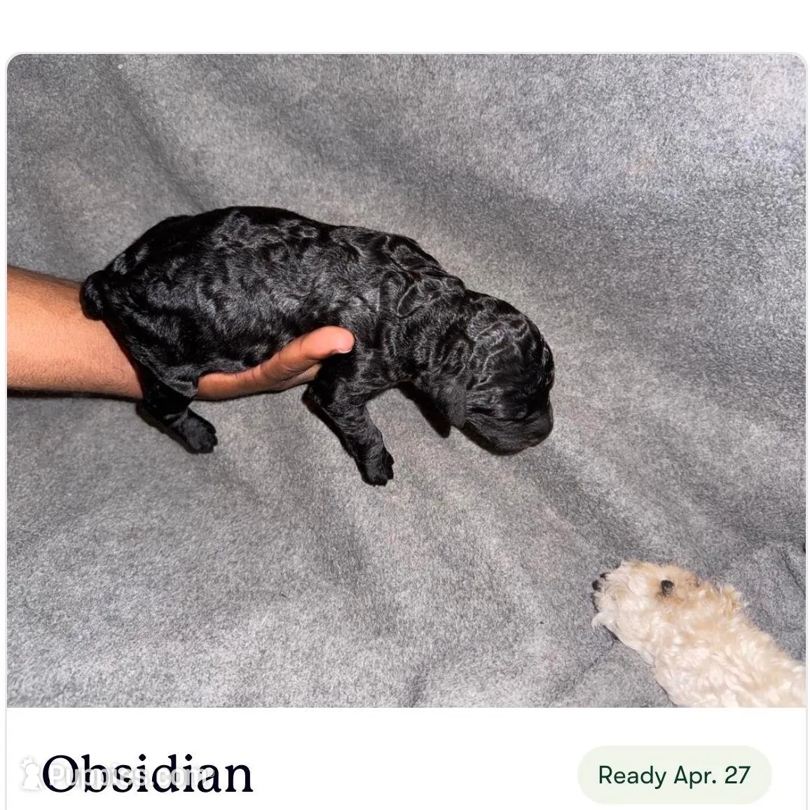 Obsidian 