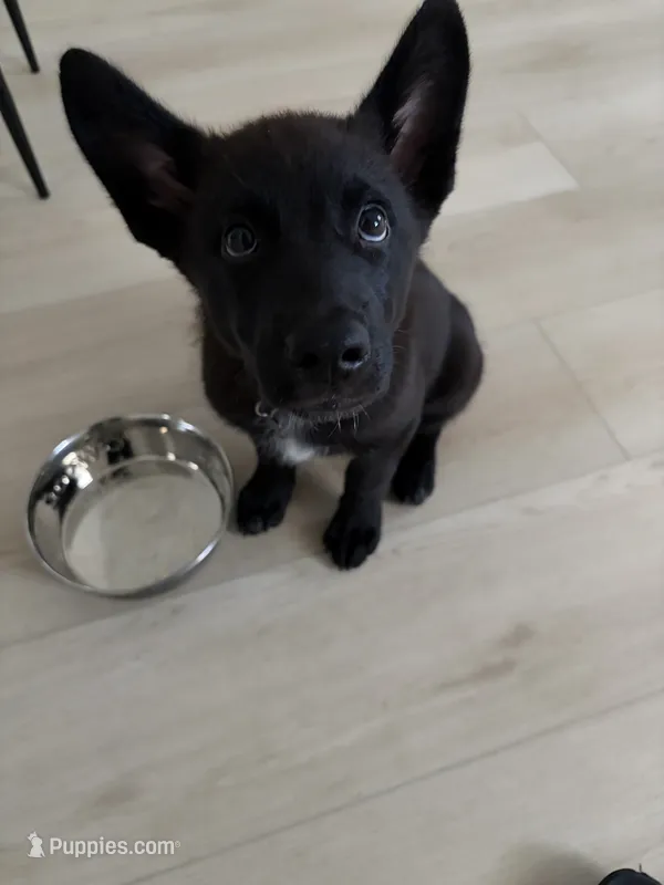 Osama – German Shepherd Dog puppy for sale in Norfolk, VA