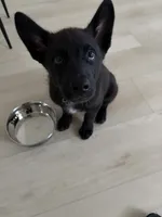 Osama, a male German Shepherd Dog for sale in Norfolk, VA – 1 of 3
