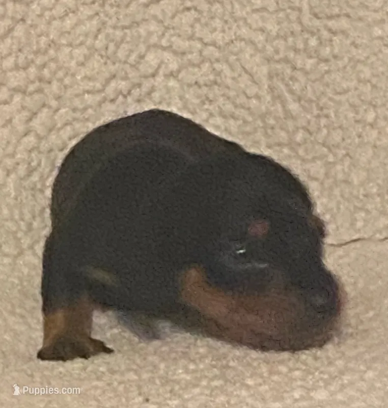 Roco – Miniature Dachshund puppy for sale in Purvis, MS