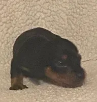 Roco, a male Miniature Dachshund for sale in Purvis, MS – 1 of 2