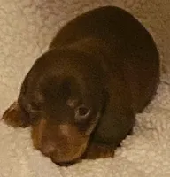Rusty, a male Miniature Dachshund for sale in Purvis, MS – 1 of 2