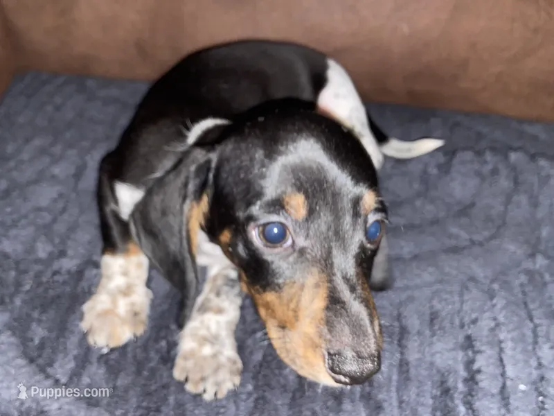 River Piebald Dapple  – Miniature Dachshund puppy for sale in Purvis, MS
