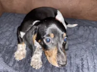 River Piebald Dapple , a male Miniature Dachshund for sale in Purvis, MS – 1 of 8