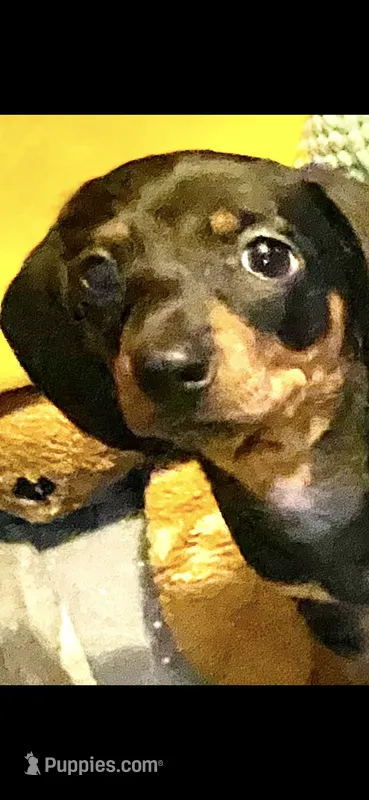 Rip – Miniature Dachshund puppy for sale in Purvis, MS
