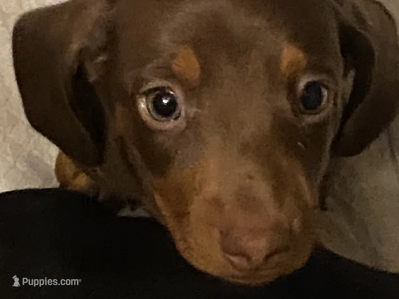 Rusty – Miniature Dachshund puppy for sale in Purvis, MS