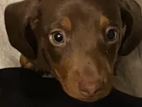 Rusty, a male Miniature Dachshund for sale in Purvis, MS – 1 of 6