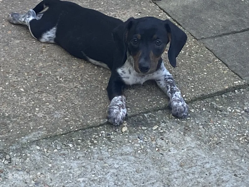 River Piebald Dapple  – Miniature Dachshund puppy for sale in Purvis, MS