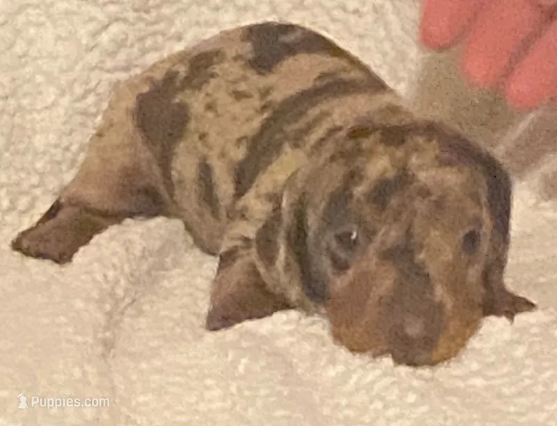 Rocky  – Miniature Dachshund puppy for sale in Purvis, MS