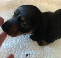 Rocco, a male Miniature Dachshund for sale in Purvis, MS – 3 of 5